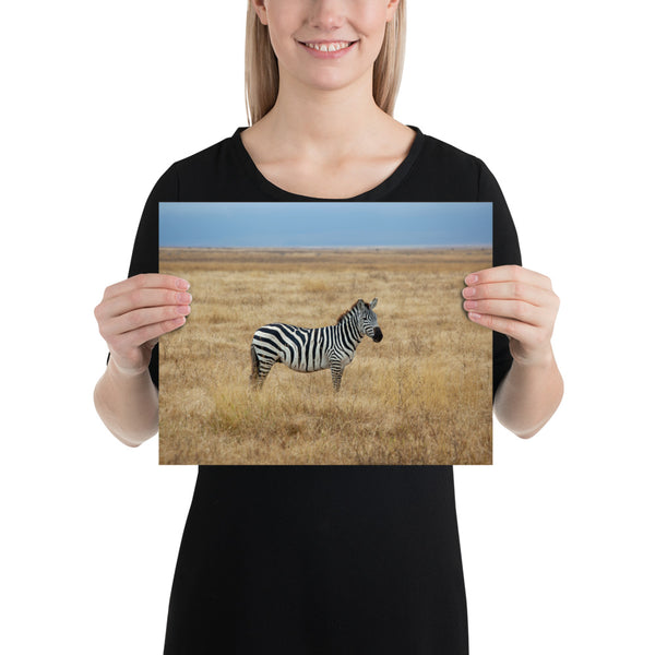 Africa Serengeti Safari, Zebra Print