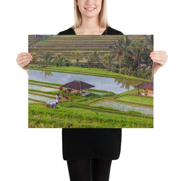 Bali Rice Terraces with the Balinese Woman