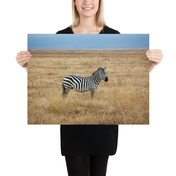 Africa Serengeti Safari, Zebra Print