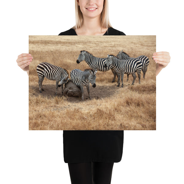 Africa Safari Print, Zebra Photography
