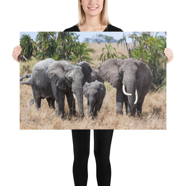 Africa Serengeti, Elephant Family